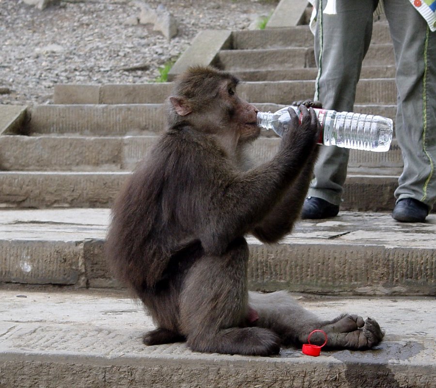 drinking monkey